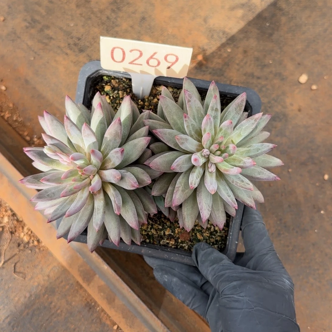 0269。     虞美人两头福利