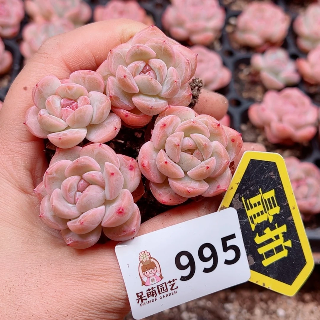 多肉植物多肉植物