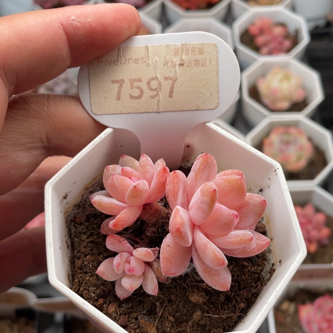 冰橙7597-5.5厘米