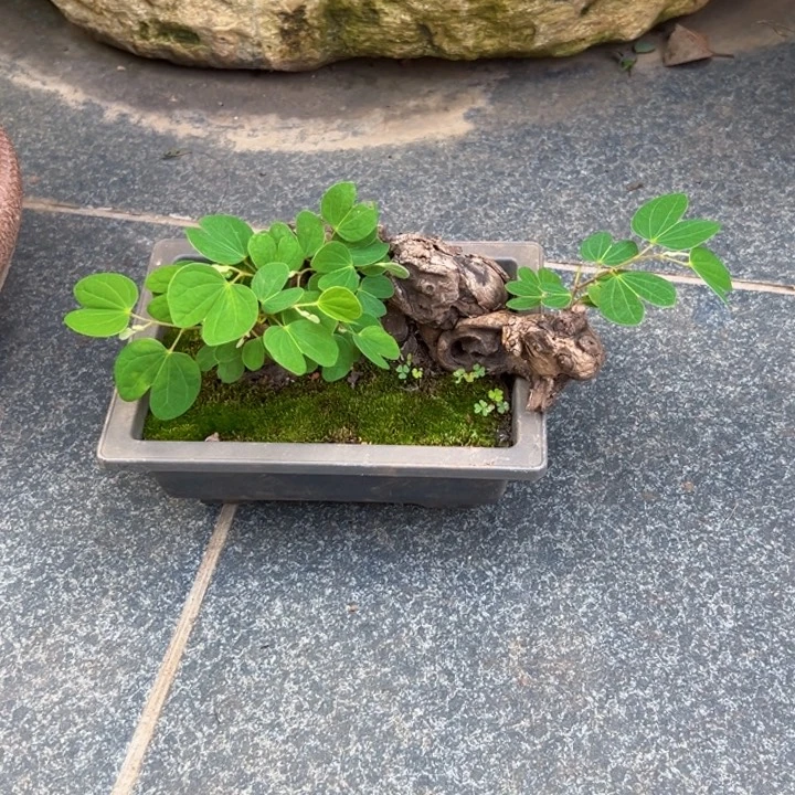 叫***茂无花朵谢谢金丝红木羊蹄甲