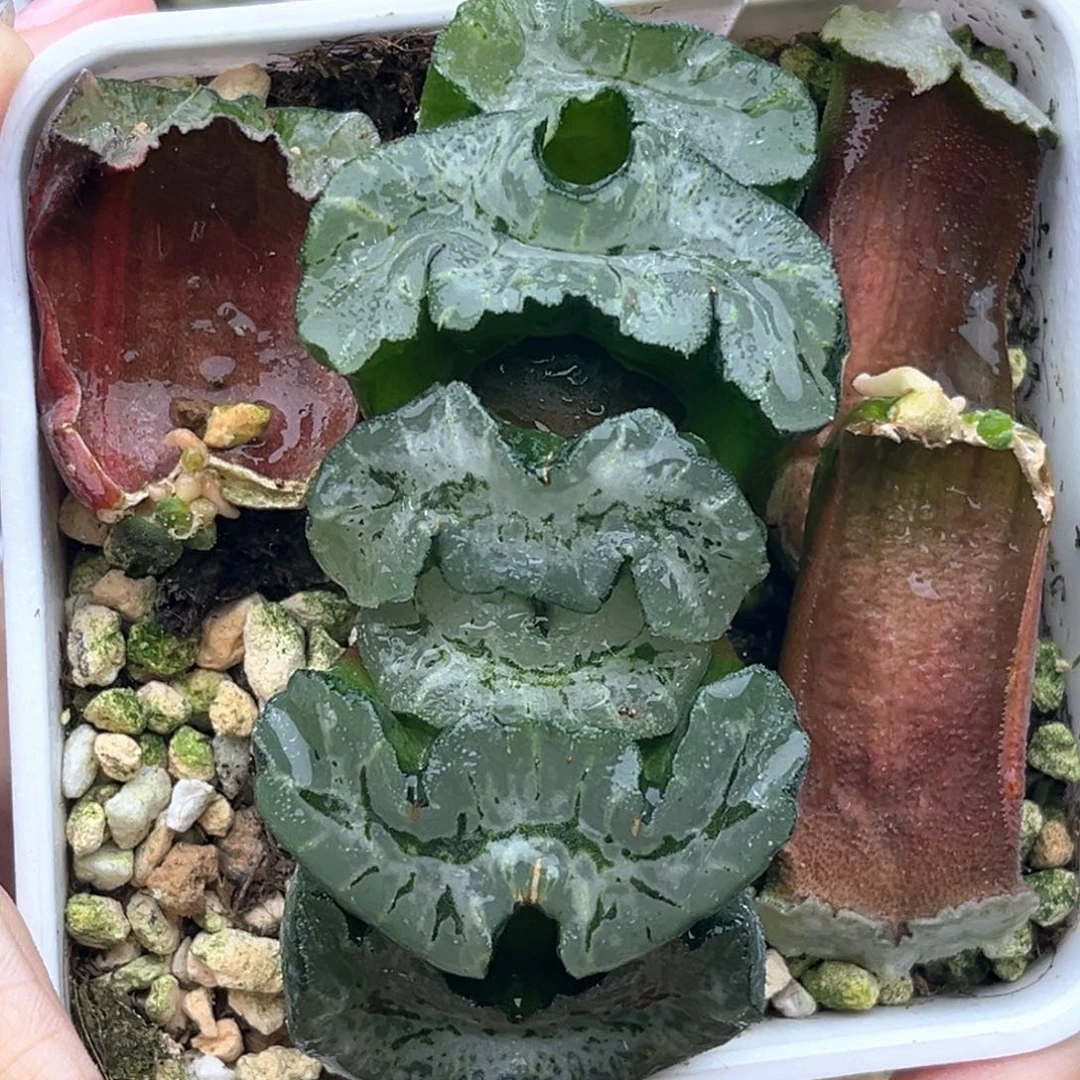 64变异猛犸玉扇十二卷多肉