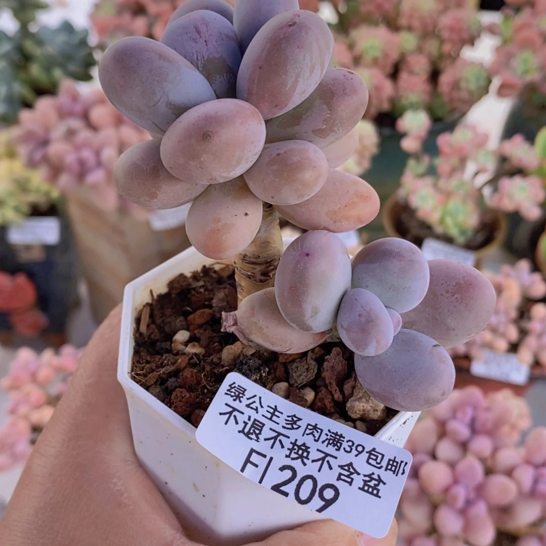 水光针奶酪5cm209多肉植物