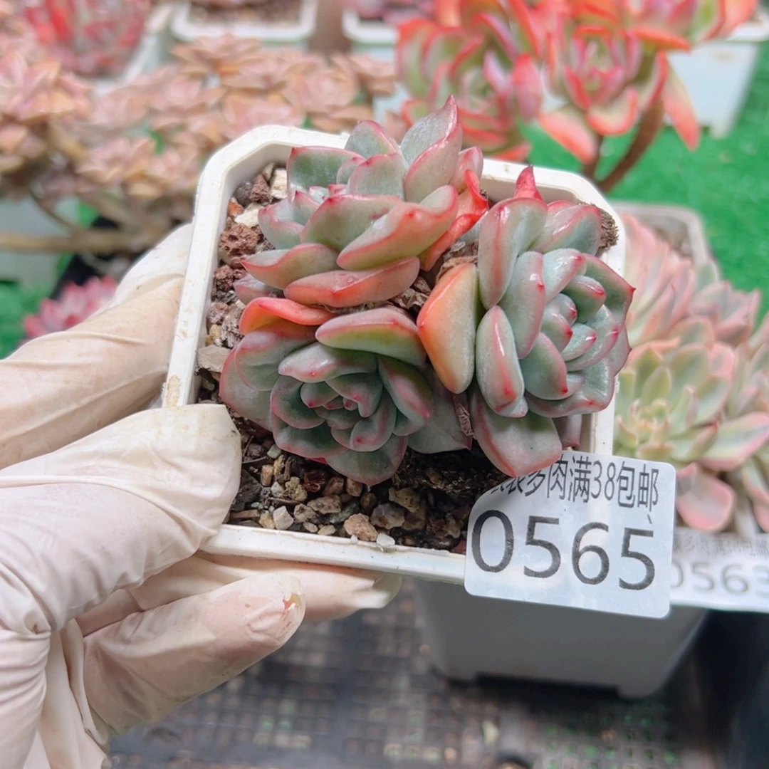 无花朵多肉一物一拍植物0565