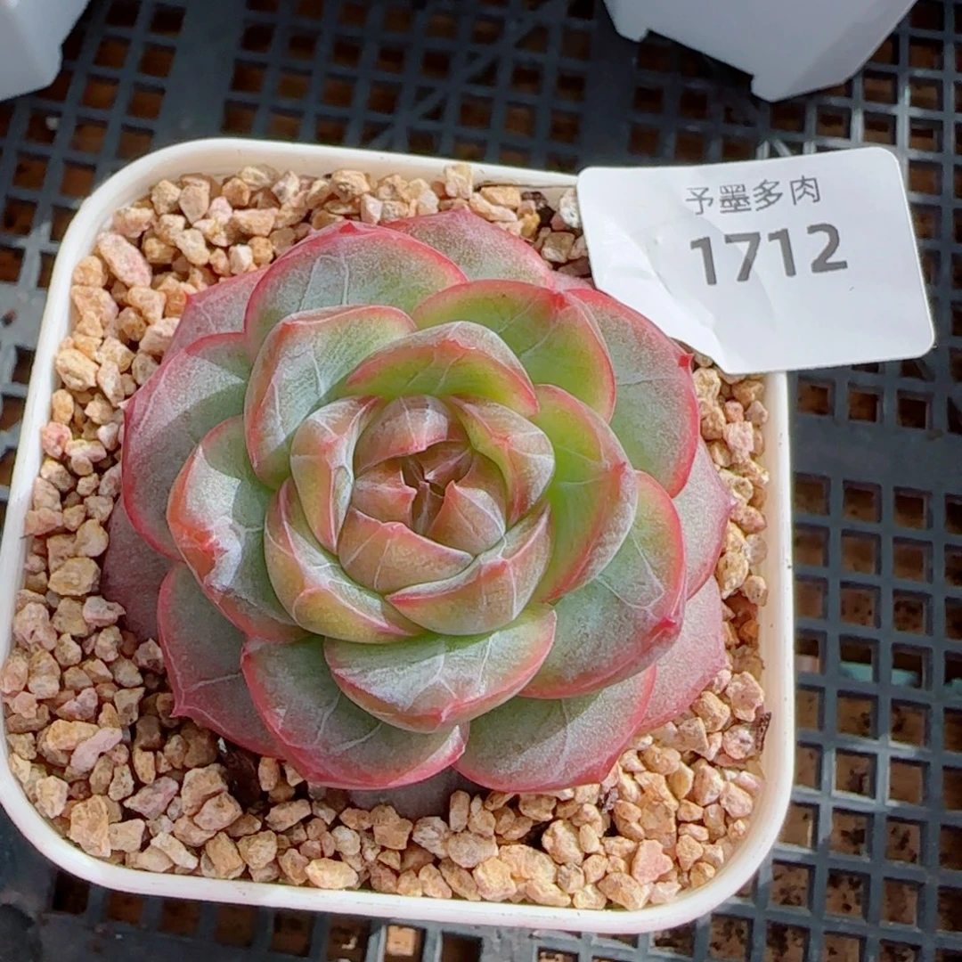 紫罗兰仙子，1712多肉植物