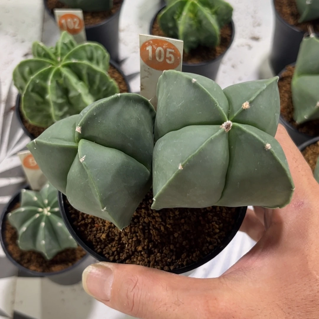 105双头鸾凤玉带盆带土