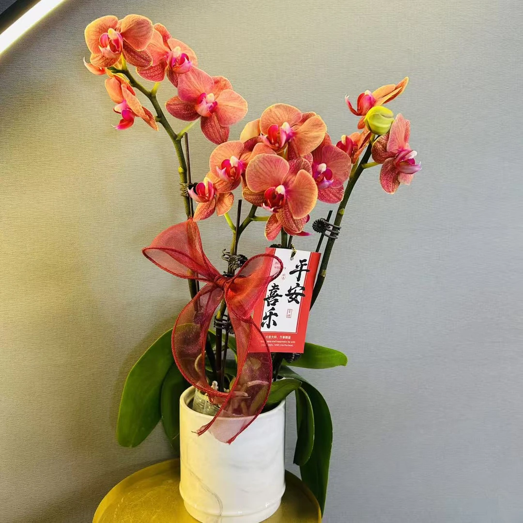 《金桔 》稀有橙色花期超长