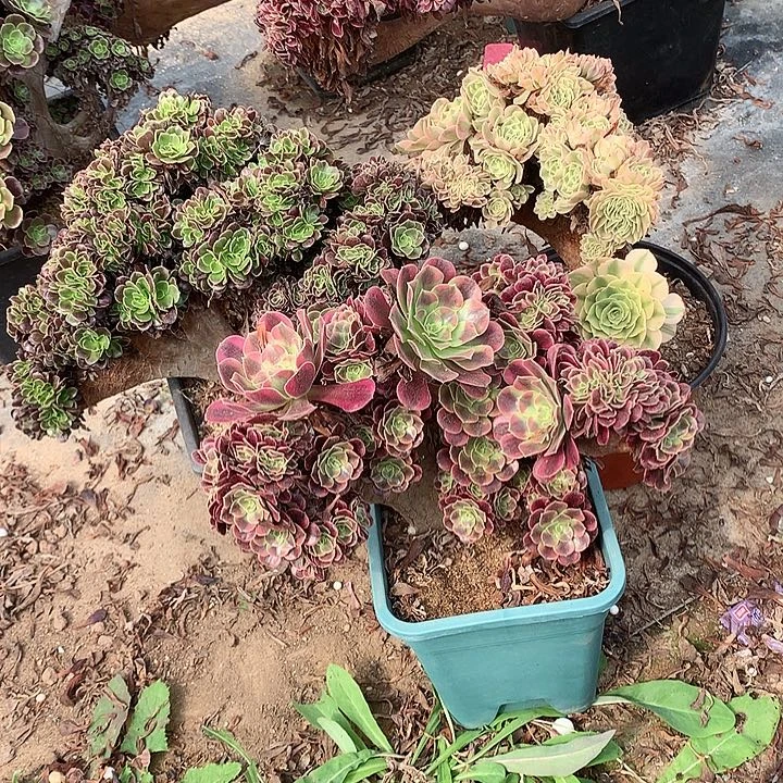 三个小缀化脱土不带盆
