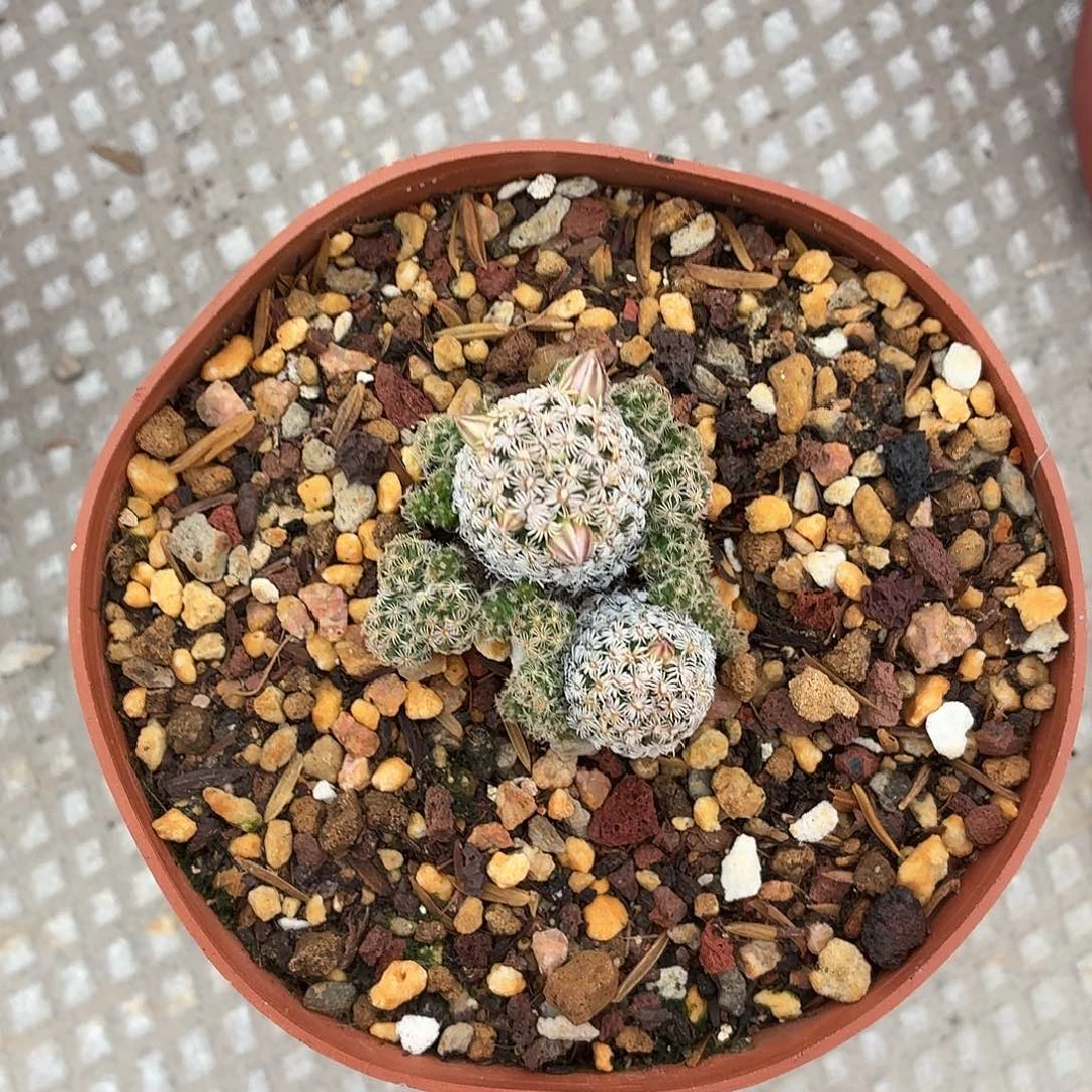 楠***！无花朵克氏丸！！！！