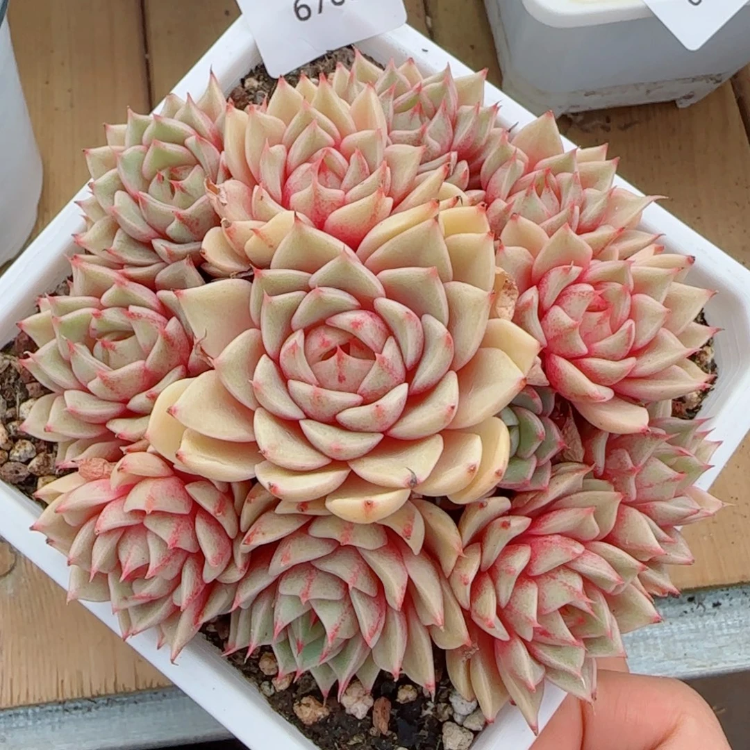 笨吧无砍，6768多肉植物