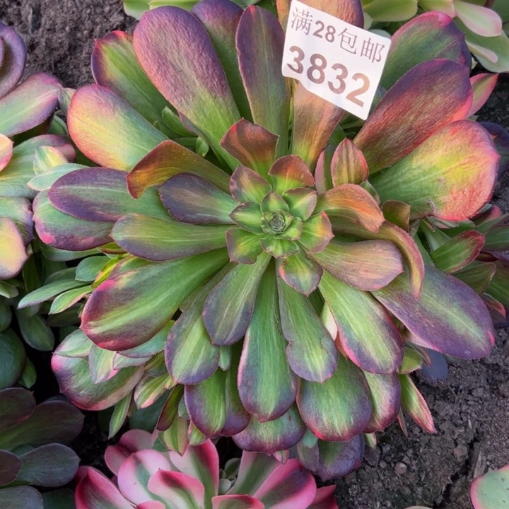 3832南七彩多肉植物