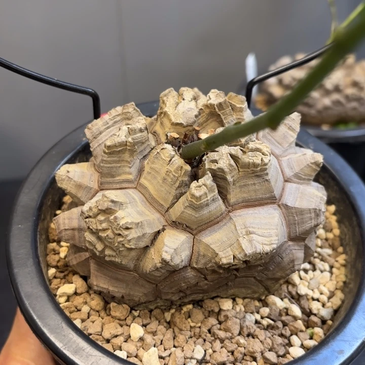 日系南非龟甲龙带盆包邮