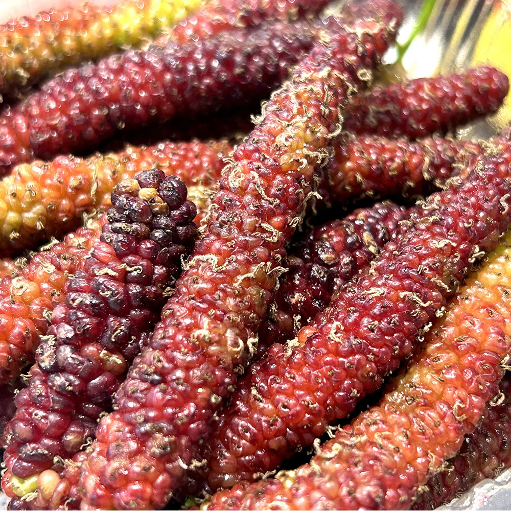 DP长果桑葚300g