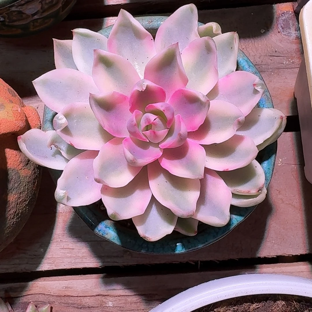 琼斯锦多肉多肉多肉