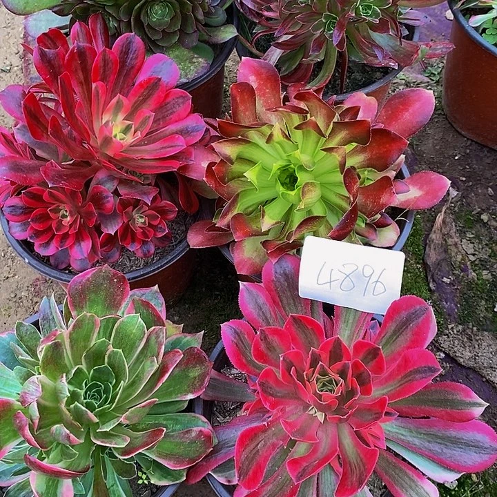 ?****?法师锦多肉组合4896