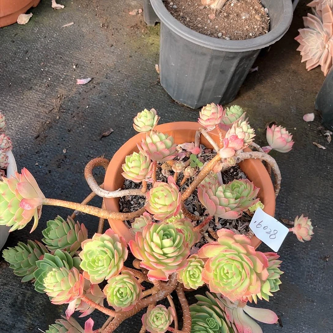 绿墙薇小群16028