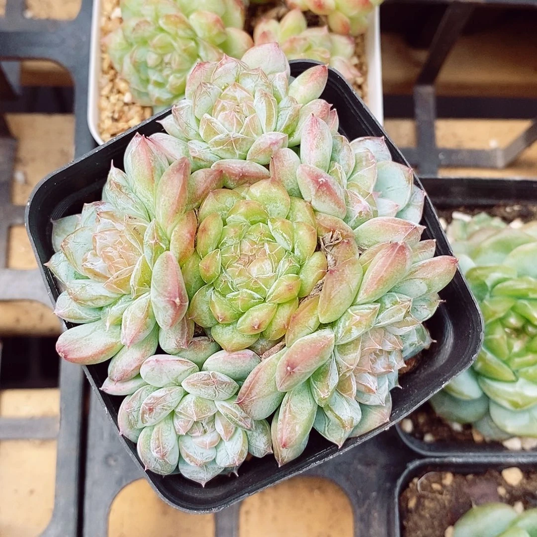 七仙女7cm多肉植物
