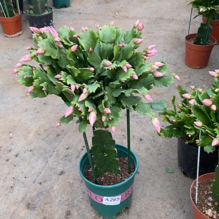 当前无花栽培后可以开花陈***姐265嫁接073