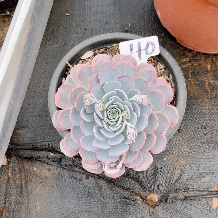 晨语多肉一物粕40