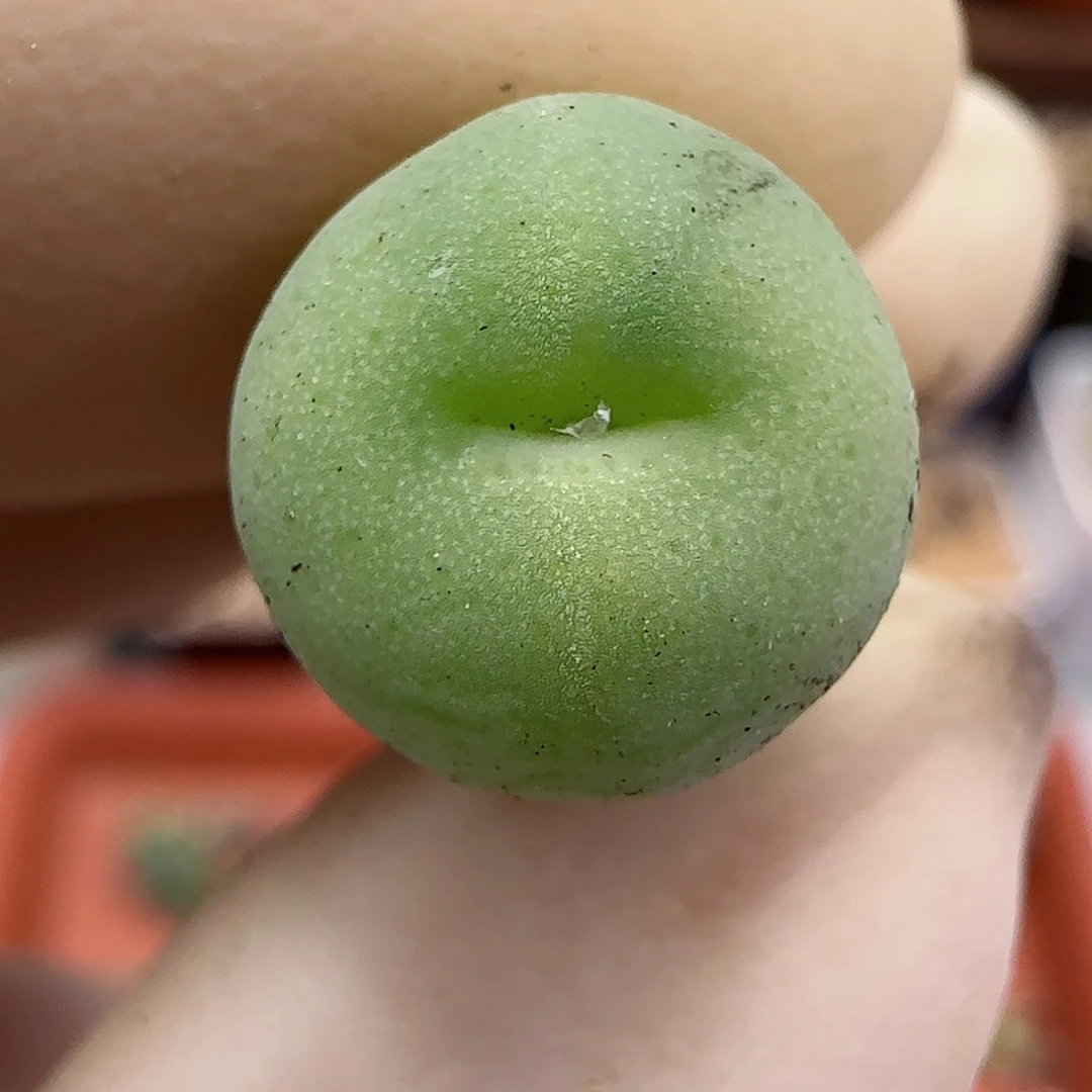 703纽扣福利福利