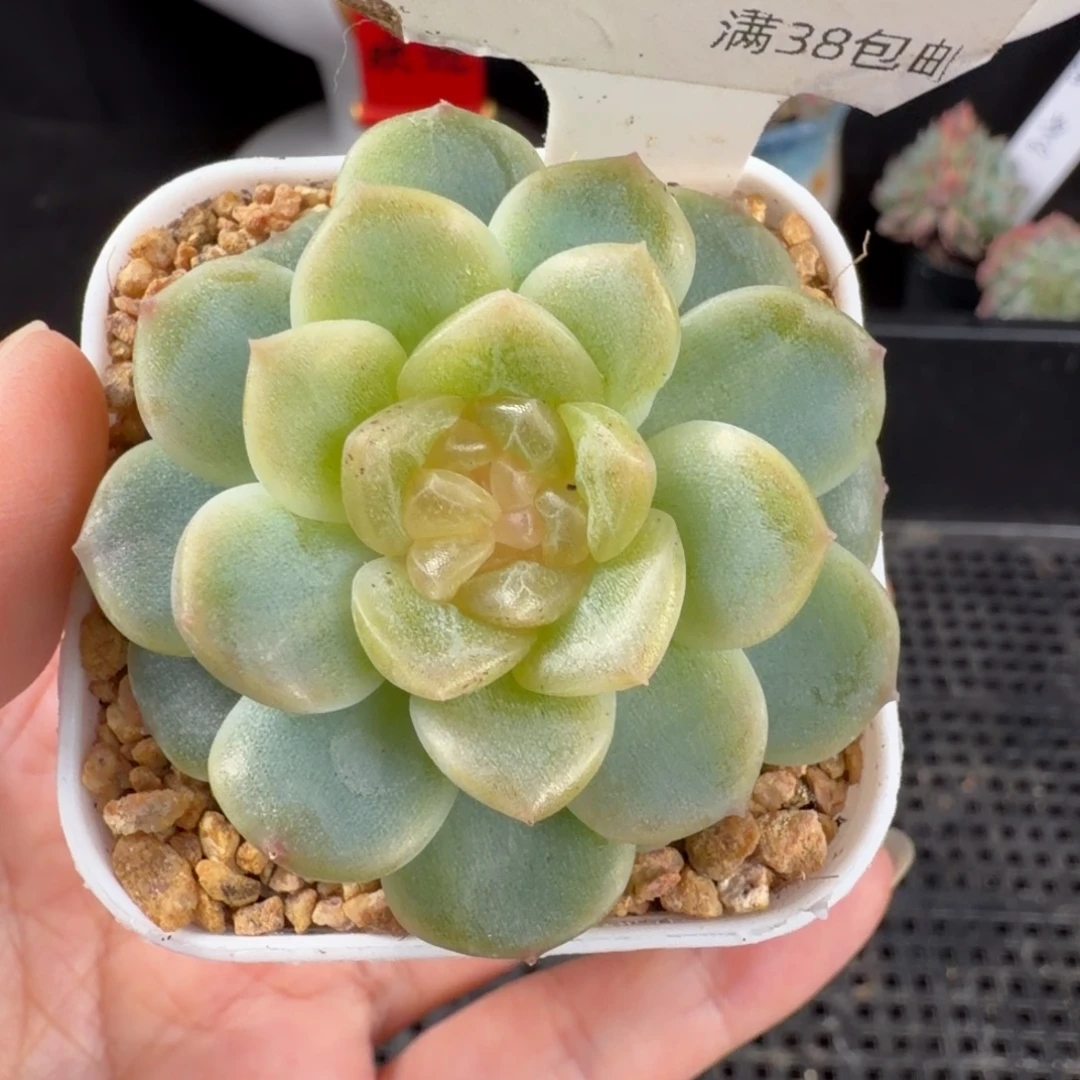 无尽灯单头一颗178号