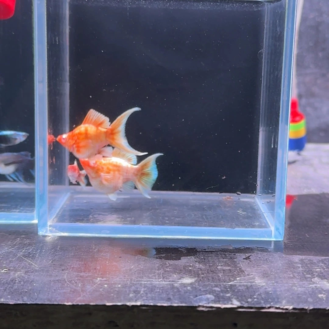 孔雀鱼50号玛丽3条