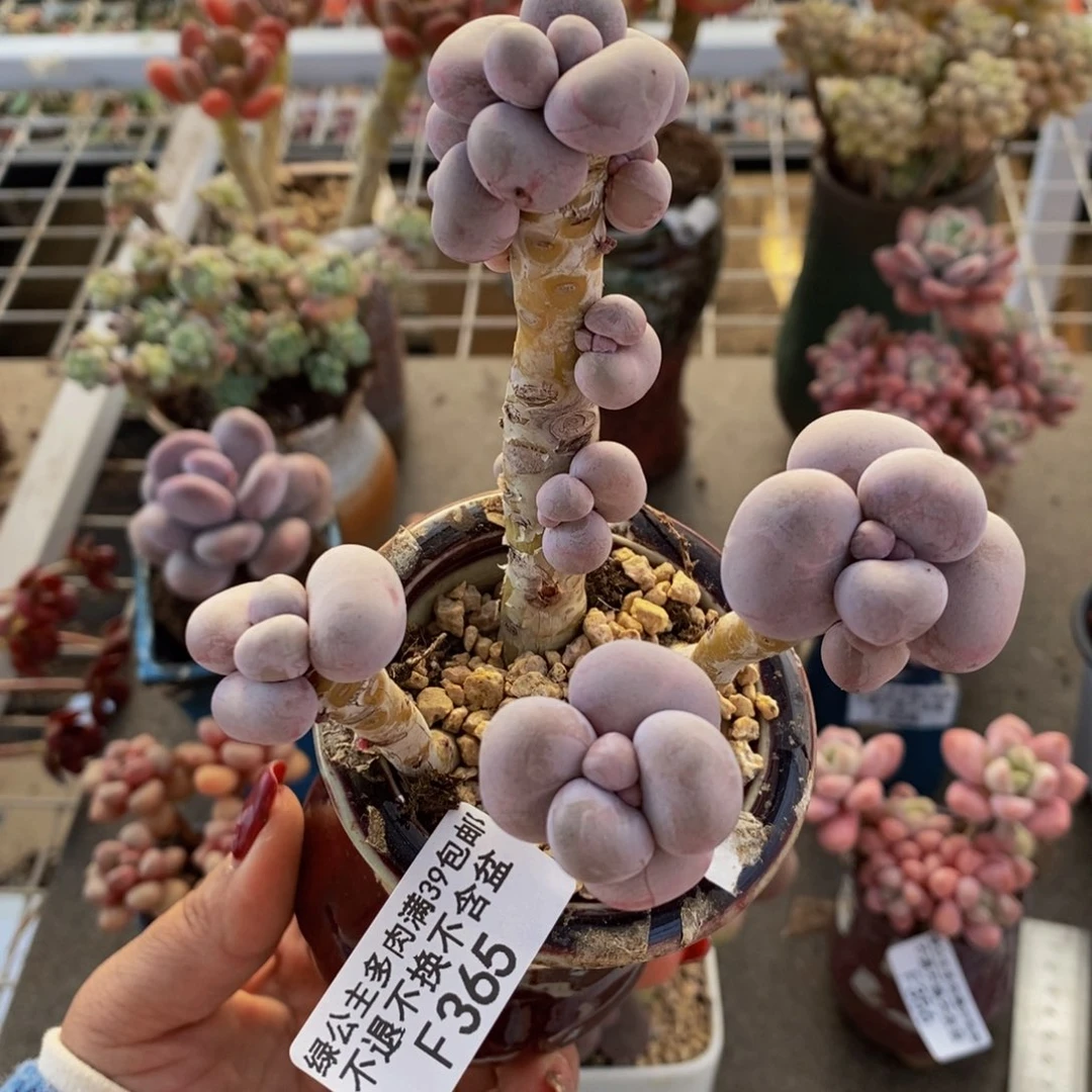 芭比奶酪365/8c m