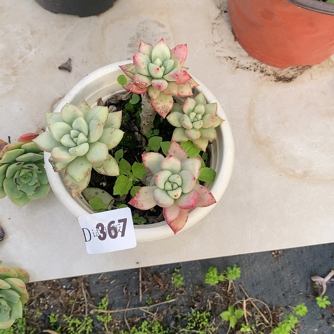 菠*367仙贝多肉植物
