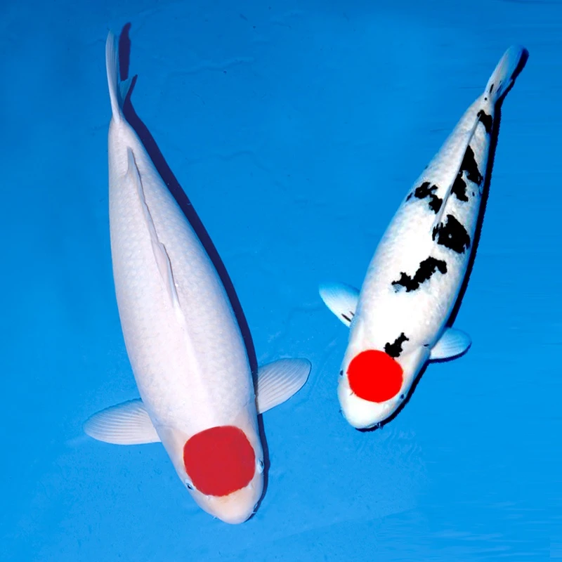 血统锦鲤观赏鱼（红白 大正 昭和）