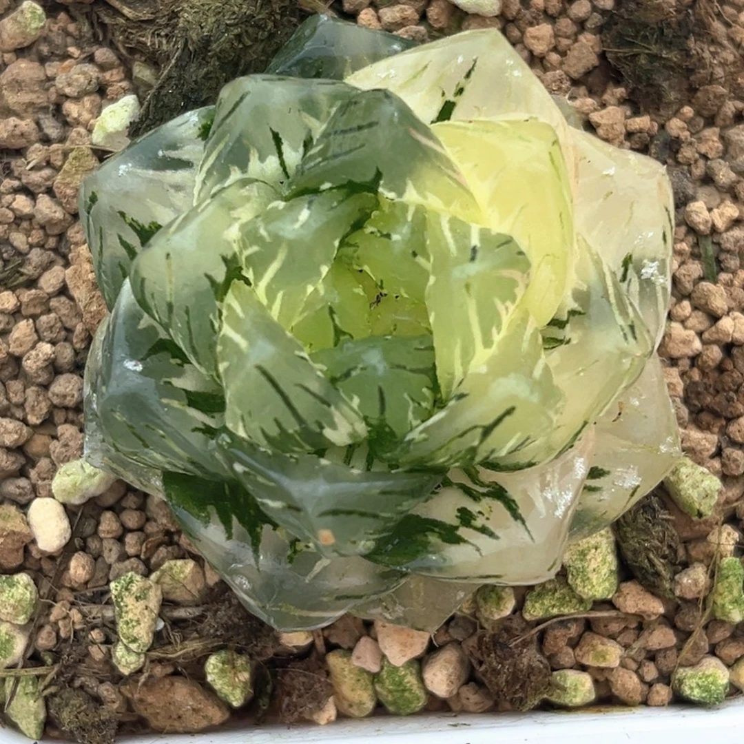 52龙鳞玉露锦十二卷多肉