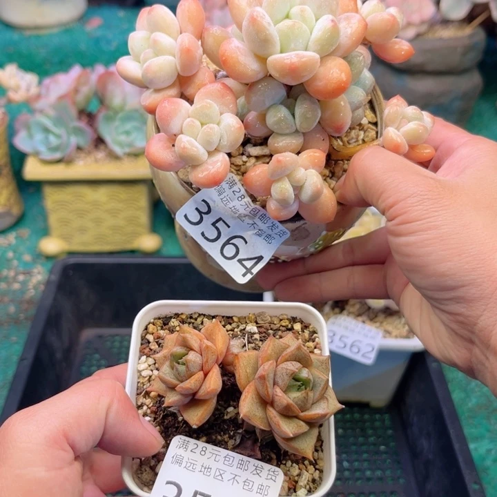 饼***干大3563/3564，bcvxvcgcgg