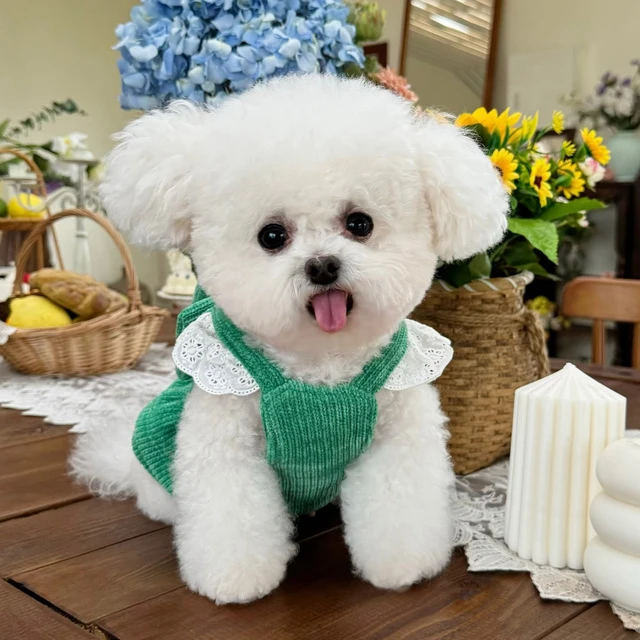 吊带五只白熊宠物衣服猫咪新款雪尔绒蕾丝小保暖裙子秋冬开衫狗狗