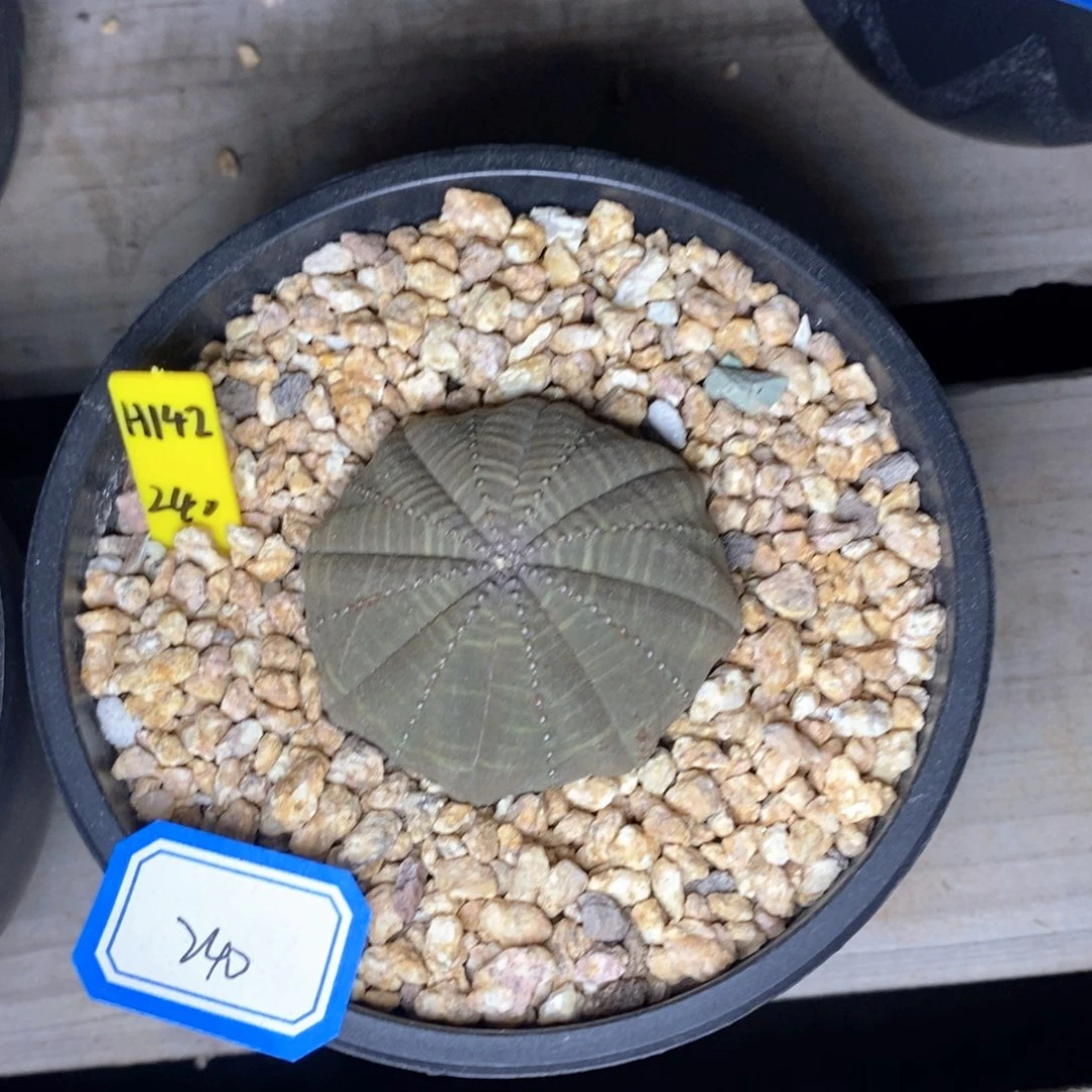 欧系实生布纹球  一物一拍