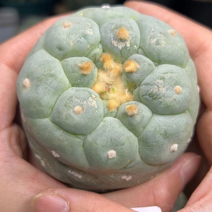 677 无根 仙人球的故事