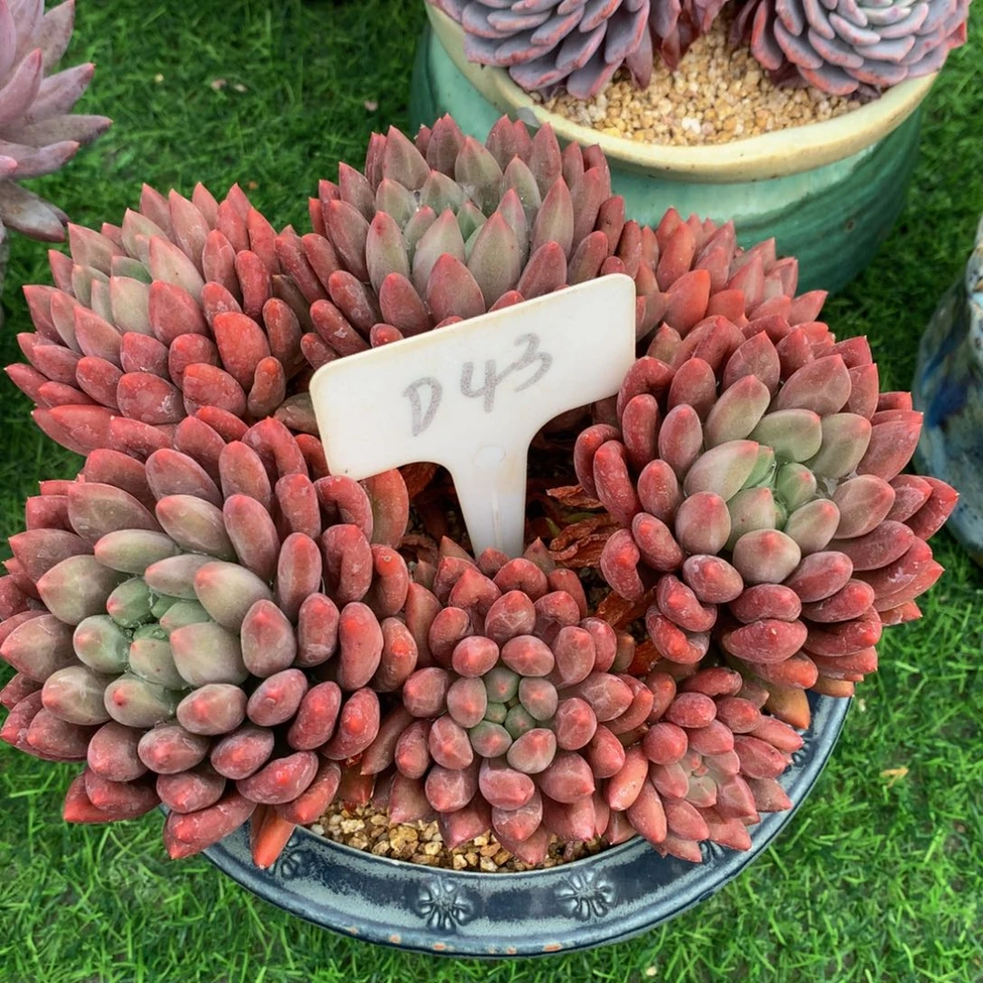 如***意多肉植物62727737372