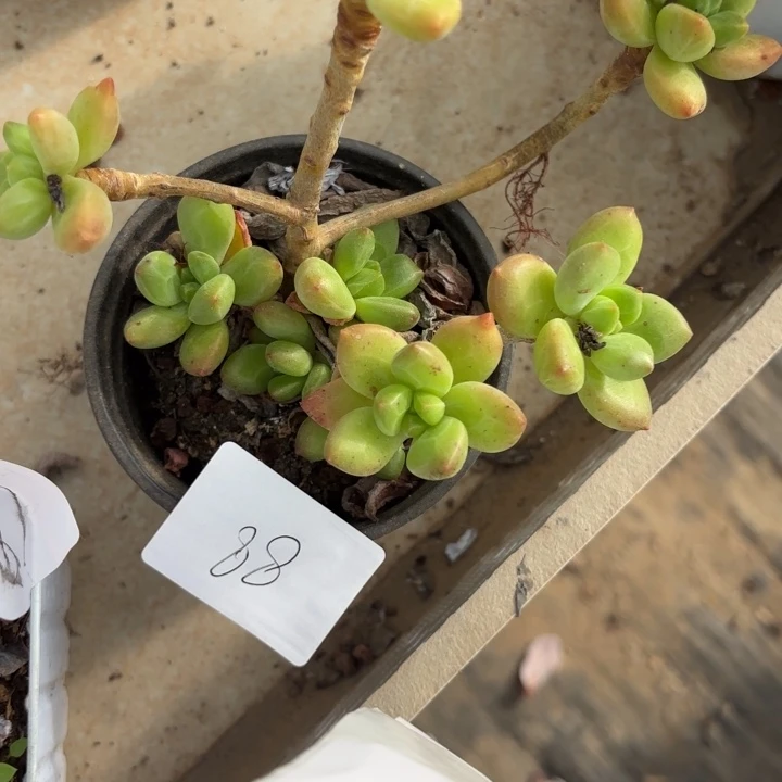 闪购88呀呀呀呀呀呀呀呀啊呀呀呀呀呀呀