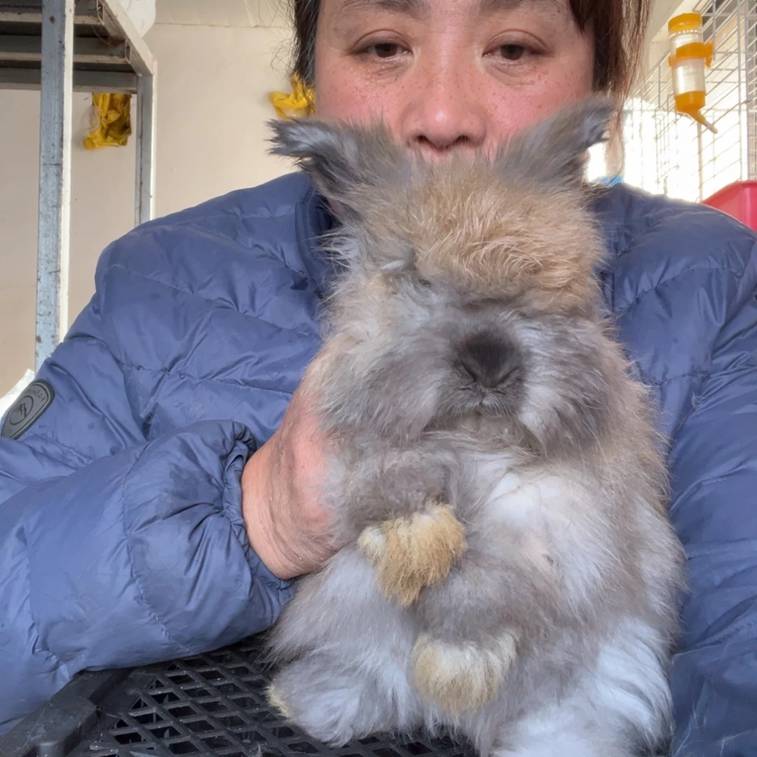宠物兔英系安哥拉兔