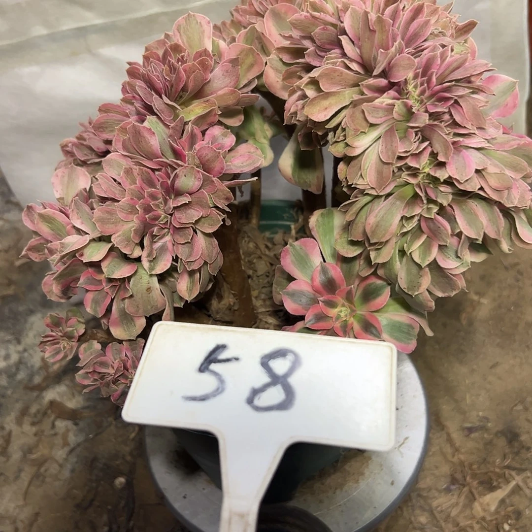 多肉植物粉女巫缀花58