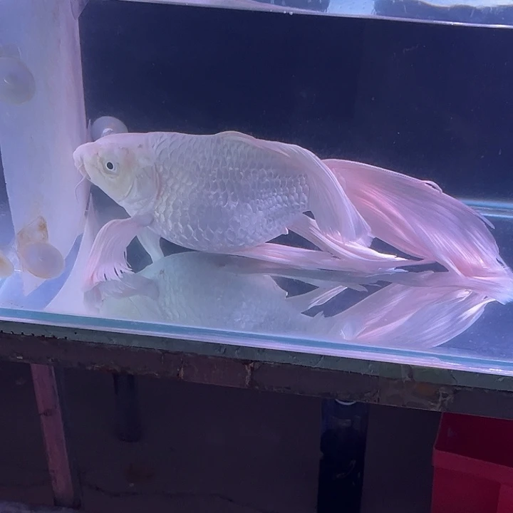 海水蝴蝶鲤短一条微瑕开叉