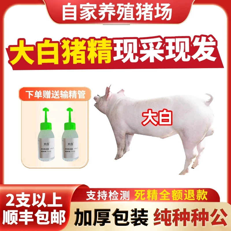 【大白】40ml一袋兽用优质精液猪精母猪健康配种人工授精当天现采
