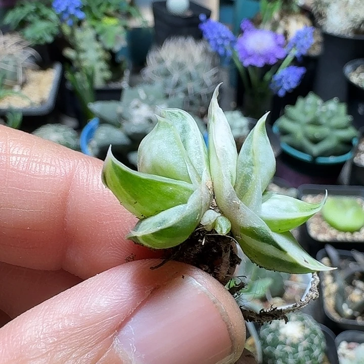 275白锦卧牛脱土发货