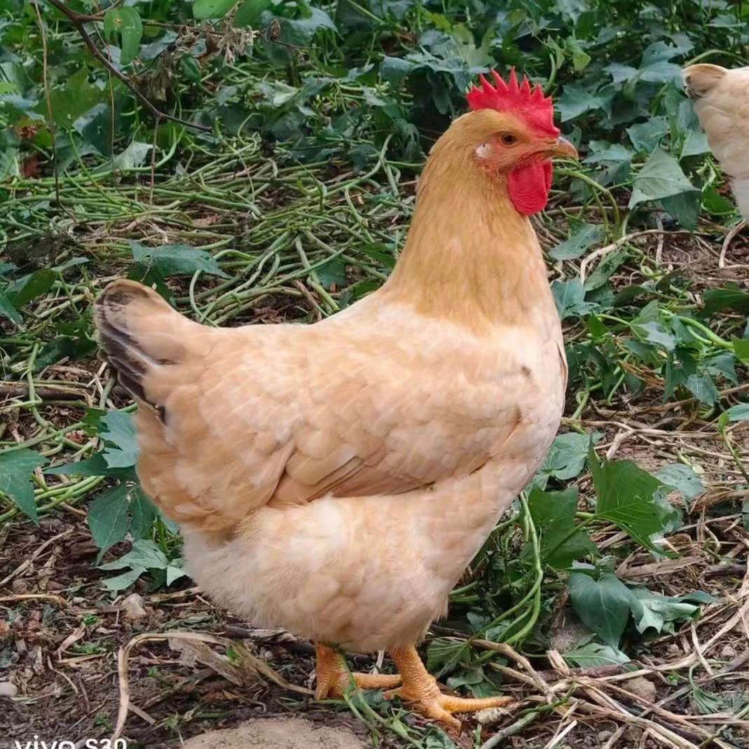 【为止】农家散养正宗土鸡金陵黄鸡1.5斤发货包邮到手6只跑山鸡