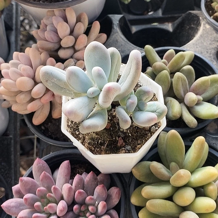 ✨****✨米肯we t yui o o l l l l