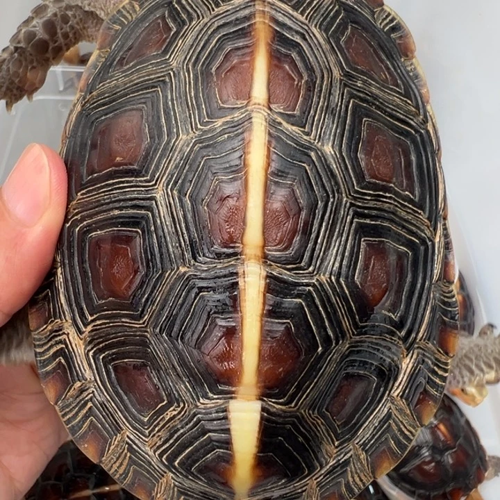 母绿毛龟旗**厨啦啦了我也