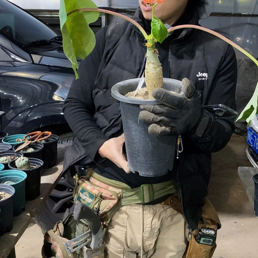 佛肚海棠高20公分左右