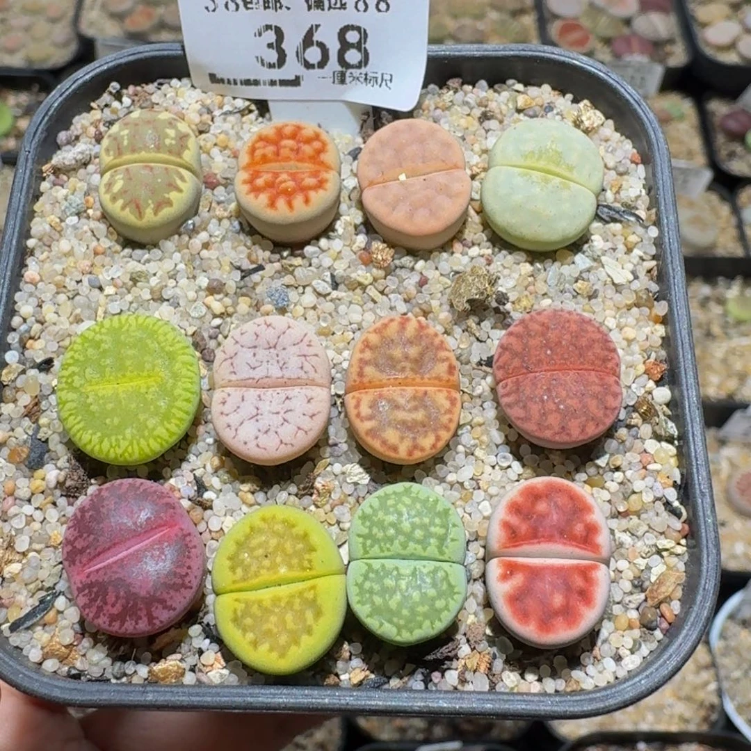 Ssss精品生石花368