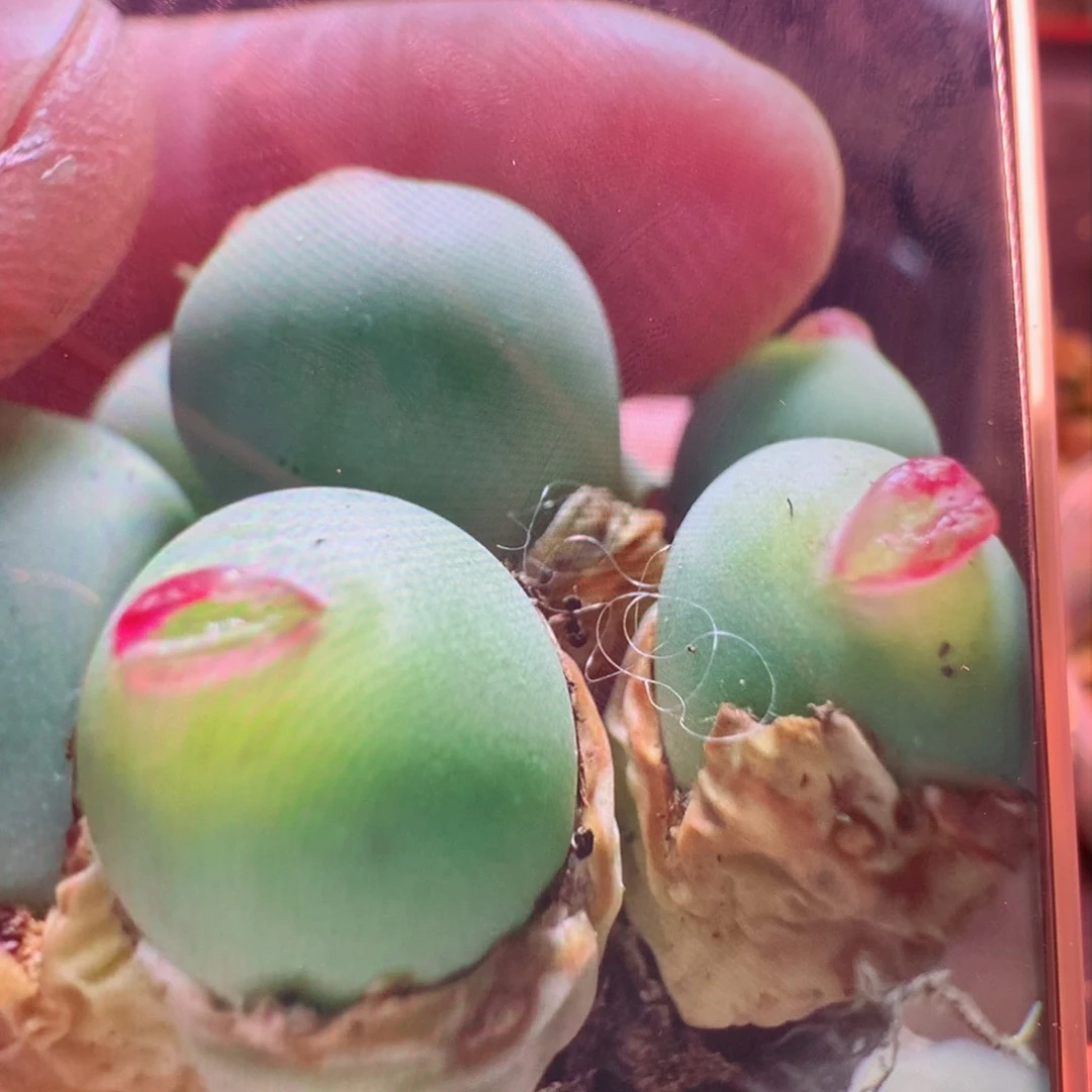 粉嘴嘴植物状态图