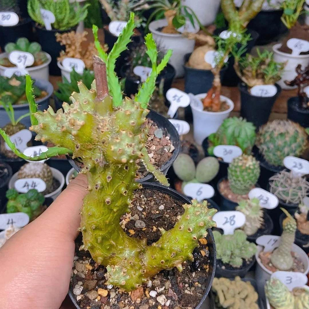 M***）钟馗飞龙两个一起