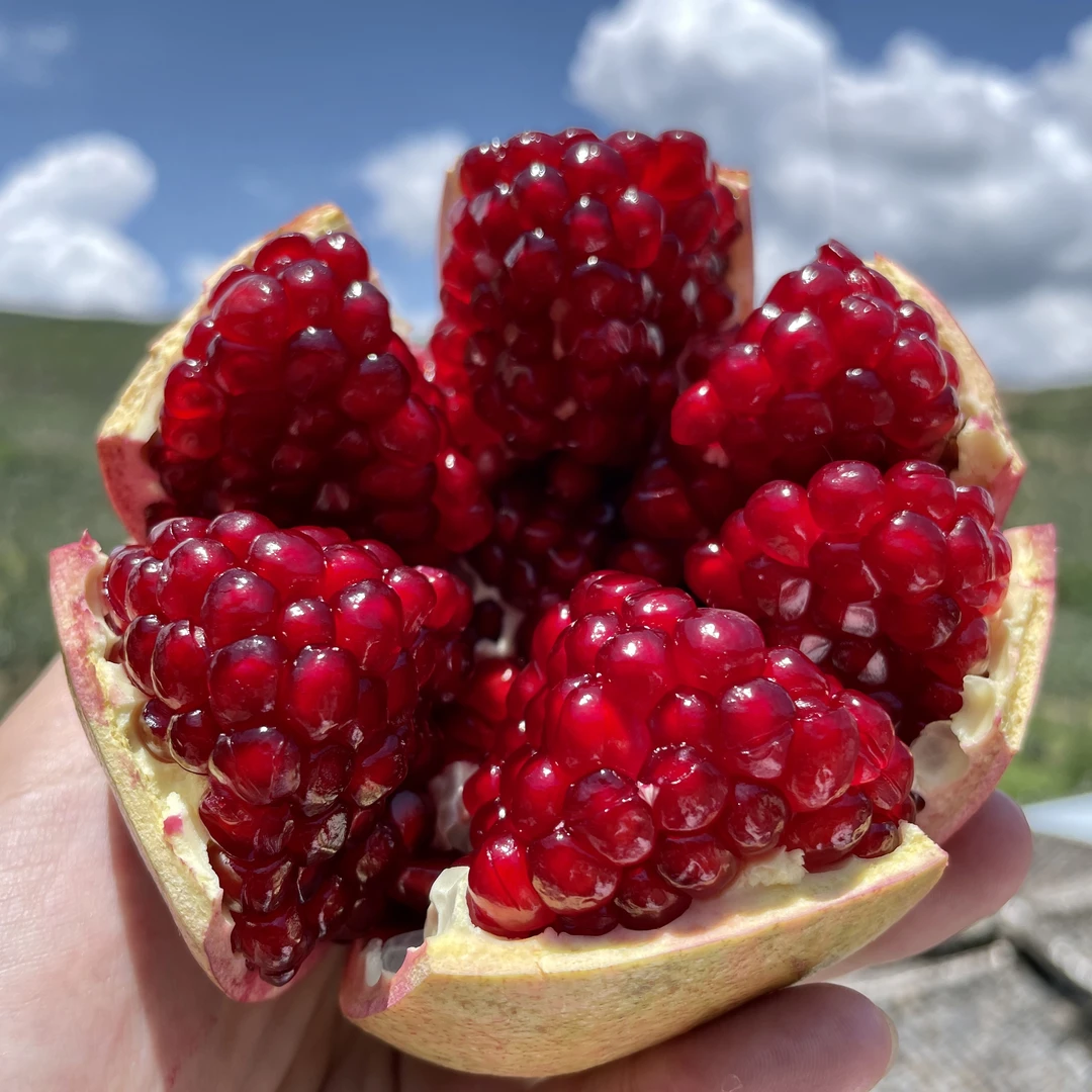 【坏果包赔】正宗四川会理石榴鲜甜应季水果香甜饱满新鲜采摘不吐籽