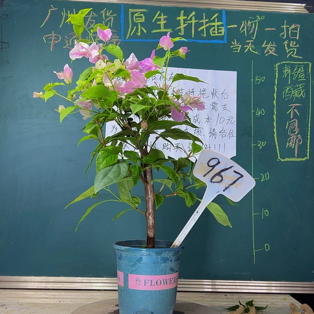 当前无花栽培后可以开花  广红樱  967