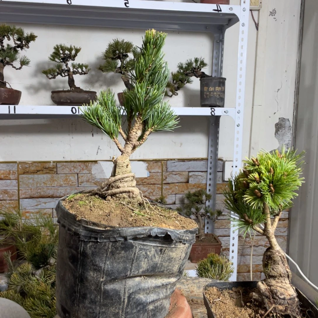 开****烤两颗松树100链接